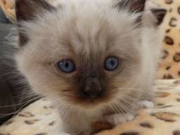 Birman disponibilă. Trimiteți-ne un mesaj pe WhatsApp pentru detalii: 27848239748