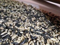Black and striped sunflower seeds for birds and animals, black oil seed for bird feed
