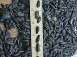 Black sunflower seeds - photo 3