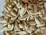 Black and striped sunflower seeds for birds and animals, black oil seed for bird feed - фото 3