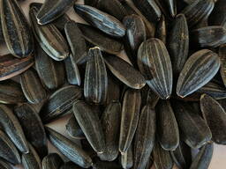 Calibrated confectionary sunflower seeds for roasting, black sunflower seeds for sale