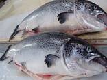 High quality seafood fresh Salmon frozen fish, Salmon Fillets, Mackerel Fish, Cod Fish - фото 3