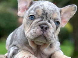 Чудесные голубогенные малыши от выставочных родителей