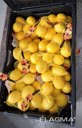 Цитрусовые фрукты из Испании