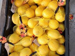 Цитрусовые фрукты из Испании