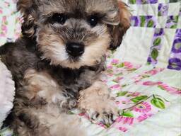 De vânzare: pui de pudel adorabili