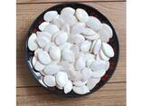 Factory Lower Price Snow White Pumpkin Seeds - photo 1