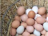 Farm Fresh Chicken Table Brown and White Eggs for sale/ Fertilized Hatching Eggs price - фото 1