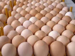 Farm Fresh Chicken Table Brown and White Eggs for sale/ Fertilized Hatching Eggs price - фото 2