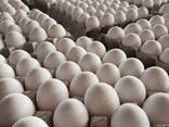 Farm Fresh Chicken Table Brown and White Eggs for sale/ Fertilized Hatching Eggs price - фото 3
