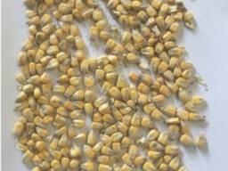 ФГ продає товарне зерно кукурудзи з господарства