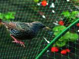 Garden nets, antibird