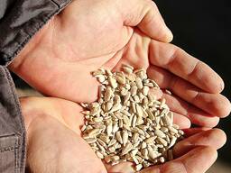 Bulk sunflower kernels, sunflower hearts, sunflower chips bird food