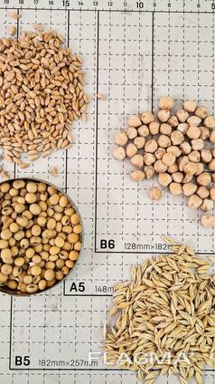 Grain for sale, wheat, rapeseed, barley and yellow peas
