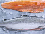High quality seafood fresh Salmon frozen fish, Salmon Fillets, Mackerel Fish, Cod Fish - фото 1