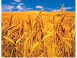 Hot Selling Price Natural Soft Wheat Grains in Bulk - фото 2