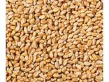 Hot Selling Price Natural Soft Wheat Grains in Bulk - фото 3