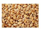 Hot Selling Price Natural Soft Wheat Grains in Bulk - photo 5