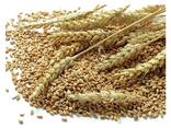 Hot Selling Price Natural Soft Wheat Grains in Bulk - photo 6
