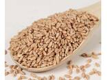 Hot Selling Price Natural Soft Wheat Grains in Bulk - photo 7