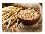 Hot Selling Price Natural Soft Wheat Grains in Bulk - photo 8