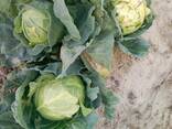 Капуста - фото 3
