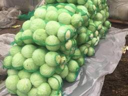 Капуста белокочанная