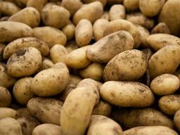 Картофель