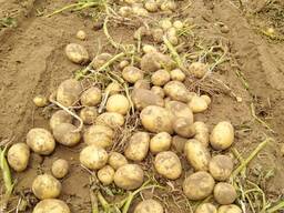 Картофель из Беларуссии