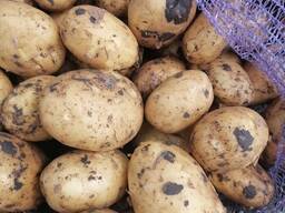 Картофель Коломбо РБ