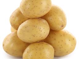 Картофель мытый