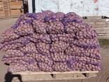 Картофель# опт# объем - фото 2