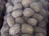 Картофель оптом - photo 3