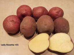 Картофель оптом из Польши