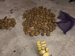 Картофель продовольственный