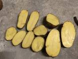 Картофель продовольственный - фото 5