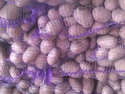 Картофель продовольственный