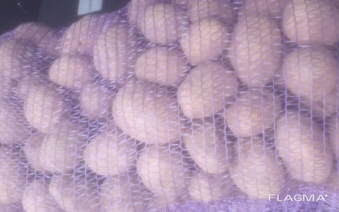 Картофель продовольственный урожай 2024г.