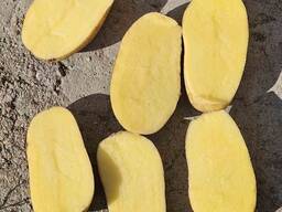 Картофель свежий