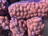 Картошка оптом - фото 3