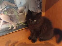Кошечка