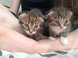 Котята скоттиш фолд - photo 2