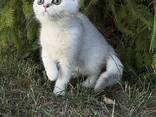 Котята в дорогом окрасе серебристая шиншилла - photo 2