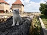 Котята в дорогом окрасе - серебристая шиншилла - photo 1