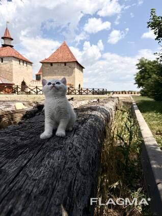 Котята в дорогом окрасе - серебристая шиншилла