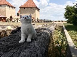 Котята в дорогом окрасе - серебристая шиншилла