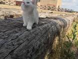 Котята в дорогом окрасе - серебристая шиншилла - фото 1