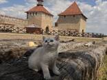 Котята в дорогом окрасе - серебристая шиншилла - фото 2