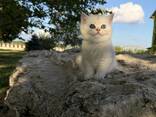 Котята в дорогом окрасе - серебристая шиншилла - фото 3