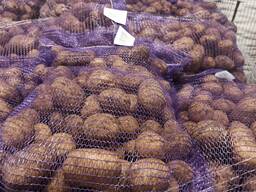 Литовский картофель желтый, красный / Прямо из Литвы